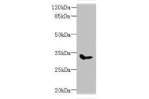 Western blot All lanes: SLC25A51 antibody at 8 μg/mL + Mouse kidney tissue Secondary Goat polyclonal to rabbit IgG at 1/10000 dilution Predicted band size: 34 kDa Observed band size: 34 kDa (MCART1 Antikörper  (AA 1-35))
