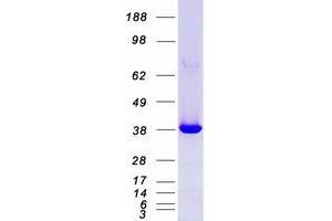 Validation with Western Blot (MAPK14 Protein (Transcript Variant 1) (Myc-DYKDDDDK Tag))