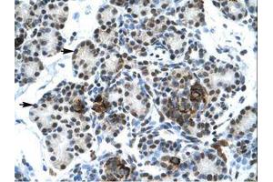 Image no. 1 for anti-V-Ets erythroblastosis Virus E26 Oncogene Homolog 1 (Avian) (ETS1) (AA 52-101) antibody (ABIN202532) (ETS1 Antikörper  (AA 52-101))