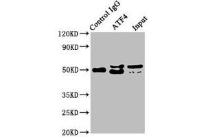 Western Blotting (WB) image for anti-Activating Transcription Factor 4 (Tax-Responsive Enhancer Element B67) (ATF4) antibody (ABIN7127347)