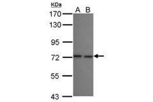 Image no. 1 for anti-SEC16 Homolog B (SEC16B) (N-Term) antibody (ABIN1494081) (SEC16B Antikörper  (N-Term))