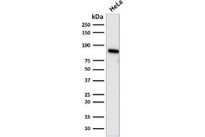 Western Blot Analysis of human HeLa cell lysate using TLE1 Mouse Monoclonal Antibody (TLE1/2085). (TLE1 Antikörper  (AA 175-338))