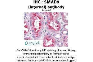 Image no. 1 for anti-SMAD Family Member 9 (SMAD9) (Internal Region) antibody (ABIN1739455) (SMAD9 Antikörper  (Internal Region))