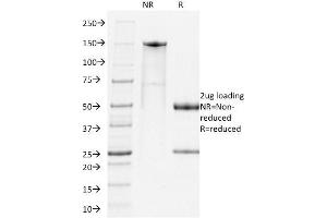 SDS-PAGE Analysis Purified PD1 Rat Monoclonal Antibody (RMP-1-14). (PD-1 Antikörper)