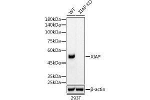 Western blot analysis of extracts from wild type (WT) and XIAP knockout (KO) 293T cells, using XIAP antibody (ABIN7271400) at 1:5000 dilution. (XIAP Antikörper)