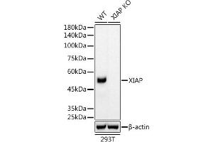 Western blot analysis of extracts from wild type (WT) and XIAP knockout (KO) 293T cells, using XIAP antibody (ABIN7271400) at 1:5000 dilution. (XIAP Antikörper)