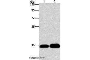 Western blot analysis of K562 and 293T cell, using LIN28B  Polyclonal Antibody at dilution of 1:550 (LIN28B Antikörper)