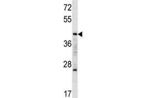 MAFA antibody western blot analysis in K562 lysate. (MAFA Antikörper  (AA 286-315))