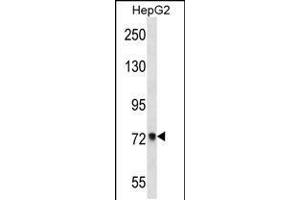 Western blot analysis in HepG2 cell line lysates (35ug/lane). (ACSS2 Antikörper  (AA 261-290))