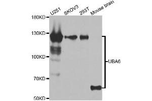 Western blot analysis of extracts of various cell lines, using UBA6 antibody. (UBA6 Antikörper)