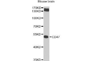 Western blot analysis of extracts of mouse brain, using CD47 Antibody (ABIN5974380) at 1/1000 dilution. (CD47 Antikörper)
