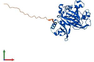 Protein Structure (PS) image for Fumarylacetoacetate Hydrolase Domain Containing 2A (FAHD2A) (AA 1-313) protein (His tag) (ABIN7557052)