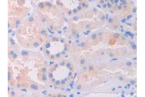 DAB staining on IHC-P; Samples: Human Kidney Tissue (FIL1d Antikörper  (AA 12-151))