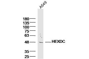 A549 lysates probed with HEXDC Polyclonal Antibody, Unconjugated  at 1:300 dilution and 4˚C overnight incubation. (HEXDC Antikörper  (AA 1-100))