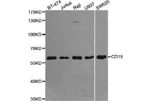 Western blot analysis of extracts of various cell lines, using CD19 antibody. (CD19 Antikörper  (AA 351-556))