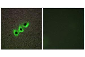 Immunofluorescence (IF) image for anti-Deleted in Liver Cancer 1 (DLC1) (N-Term) antibody (ABIN1849916) (DLC1 Antikörper  (N-Term))