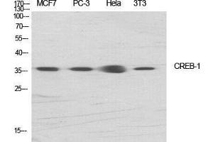 Western Blot (WB) analysis of specific cells using CREB-1 Polyclonal Antibody. (CREB1 Antikörper  (Ser256))