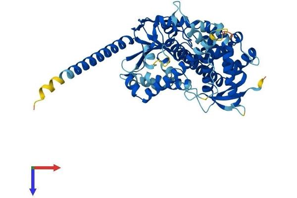 CYP4X1 Protein (AA 1-509) (His tag)
