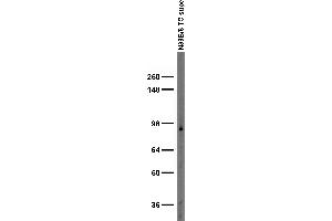 Adult rat brain membrane immunoblot. (GIT1 Antikörper  (C-Term))