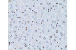 Immunohistochemistry of paraffin-embedded Mouse liver using HNF4A Polyclonal Antibody at dilution of 1:100 (40x lens). (HNF4A Antikörper)