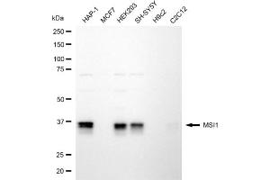 Western blotting analysis using MSI1 antibody (ABIN7799494). (MSI1 Antikörper)