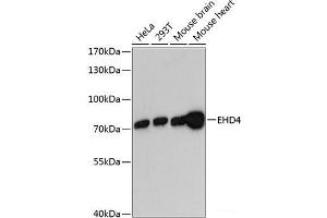 Western blot analysis of extracts of various cell lines using EHD4 Polyclonal Antibody at dilution of 1:3000. (EHD4 Antikörper)