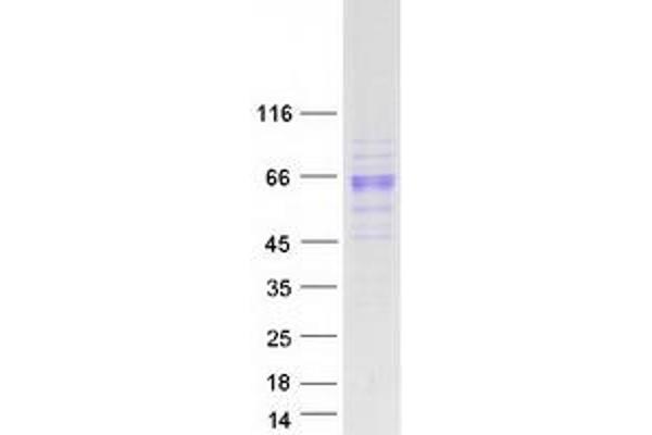 PSG1 Protein (Myc-DYKDDDDK Tag)