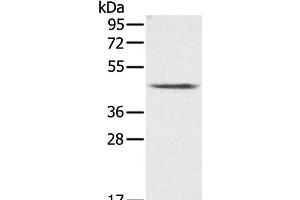 Western Blot analysis of K562 cell using PLTP Polyclonal Antibody at dilution of 1:200 (PLTP Antikörper)