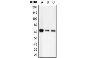 Western blot analysis of PAK2 (pS20) expression in HEK293T EGF-treated (A), Raw264. (PAK2 Antikörper  (N-Term, pSer20))