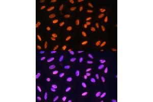 Immunofluorescence (IF) image for anti-Meis Homeobox 1 (MEIS1) antibody (ABIN7268449)