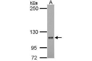 WB Image Sample (30 ug of whole cell lysate) A: 293T 5% SDS PAGE antibody diluted at 1:1000