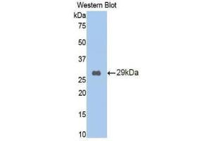Western Blotting (WB) image for anti-Lectin, Galactoside-Binding, Soluble, 9 (LGALS9) (AA 194-322) antibody (ABIN1858954) (Galectin 9 Antikörper  (AA 194-322))