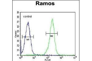 X5 Antibody (Center) (ABIN655650 and ABIN2845125) flow cytometric analysis of Ramos cells (right histogram) comred to a negative control cell (left histogram). (PAX5 Antikörper  (AA 178-207))