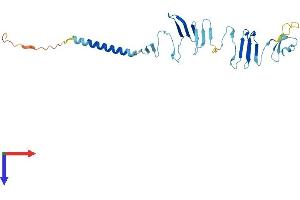 SGCG Protein (AA 1-291) (His tag)