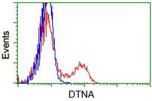 HEK293T cells transfected with either RC223952 overexpress plasmid (Red) or empty vector control plasmid (Blue) were immunostained by anti-DTNA antibody (ABIN2454048), and then analyzed by flow cytometry. (DTNA Antikörper)