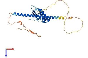 CCDC106 Protein (AA 1-279) (His tag)