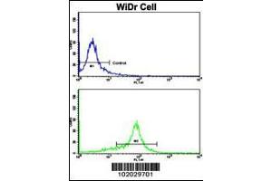 Flow cytometric analysis of WiDr cells using MMP15 Antibody (N-term)(bottom histogram) compared to a negative control cell (top histogram). (MMP15 Antikörper  (N-Term))