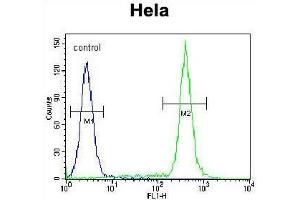 TBX6 Antibody (Center W158) flow cytometric analysis of Hela cells (right histogram) compared to a negative control cell (left histogram). (T-Box 6 Antikörper  (Middle Region))