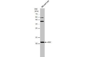 WB Image Mouse tissue extract (50 μg) was separated by 15% SDS-PAGE, and the membrane was blotted with DDT antibody [N1C3] , diluted at 1:500. (DDT Antikörper)
