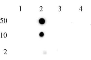 Histone H2BK5me1 (pAb) tested by dot blot analysis. (Histone H2B Antikörper  (meLys5))