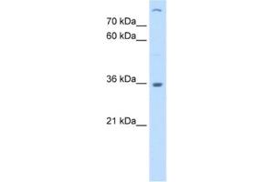 Western Blotting (WB) image for anti-Lectin, Mannose-Binding 2 (LMAN2) antibody (ABIN2463010) (LMAN2 Antikörper)