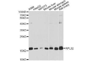 Western blot analysis of extracts of various cell lines, using RPL32 antibody. (RPL32 Antikörper  (AA 1-135))