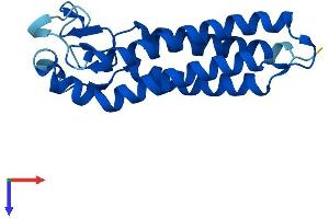 AlphaFold protein structure predicition of Mouse Recombinant Emp2 Protein, UniprotID O88662 (EMP2 Protein (AA 1-172) (His tag))