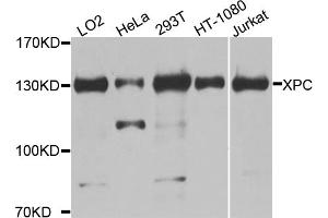 Western blot analysis of extracts of various cell lines, using XPC antibody (ABIN5974562) at 1/1000 dilution. (XPC Antikörper)