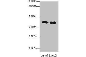 Western blot All lanes: P2RY13 antibody at 3 μg/mL Lane 1: HT29 whole cell lysate Lane 2: Colo320 whole cell lysate Secondary Goat polyclonal to rabbit IgG at 1/10000 dilution Predicted band size: 41, 39 kDa Observed band size: 41 kDa (Purinergic Receptor P2Y, G-Protein Coupled, 13 (P2RY13) (AA 162-190) Antikörper)