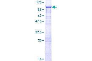 Image no. 1 for Cleavage Stimulation Factor, 3' Pre-RNA, Subunit 2, 64kDa, tau Variant (CSTF2T) (AA 1-616) protein (GST tag) (ABIN1350611) (CSTF2T Protein (AA 1-616) (GST tag))