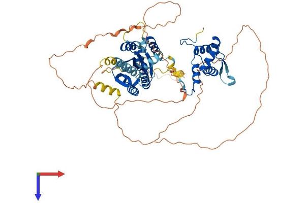 Crossover junction endonuclease EME1 (EME1) (AA 1-570) protein (His tag)