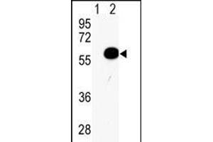 AKT2 antibody  (AA 93-123)
