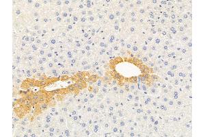 ABIN6264307 and ABIN6279666 at 1/100 staining Mouse liver tissue by IHC-P. (PLSCR1 Antikörper  (N-Term))