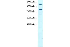 RGS9 antibody used at 2 ug/ml to detect target protein.
